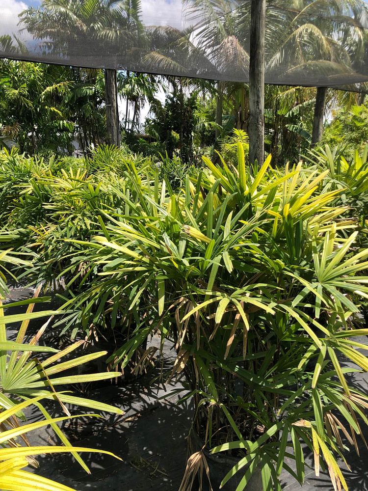 rhapis-excelsa-lady-palm