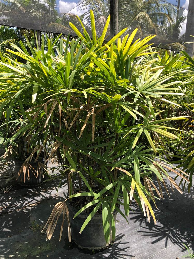 rhapis-excelsa-lady-palm