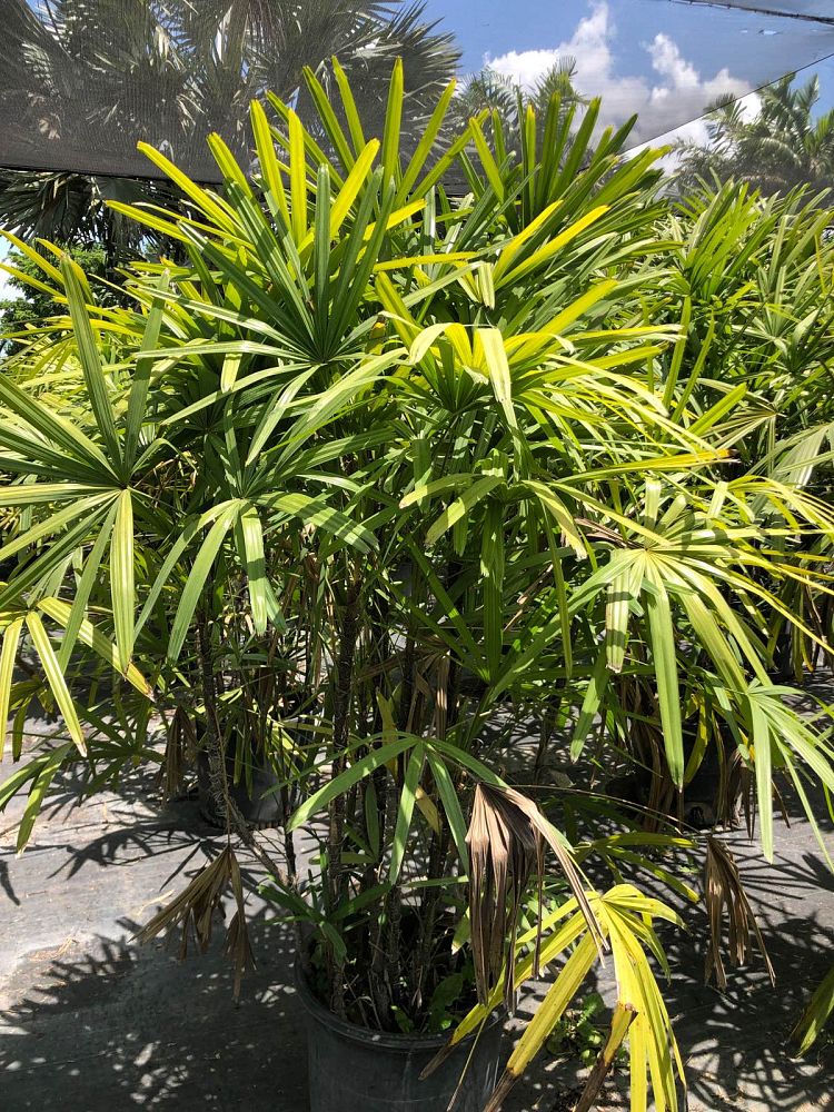 rhapis-excelsa-lady-palm