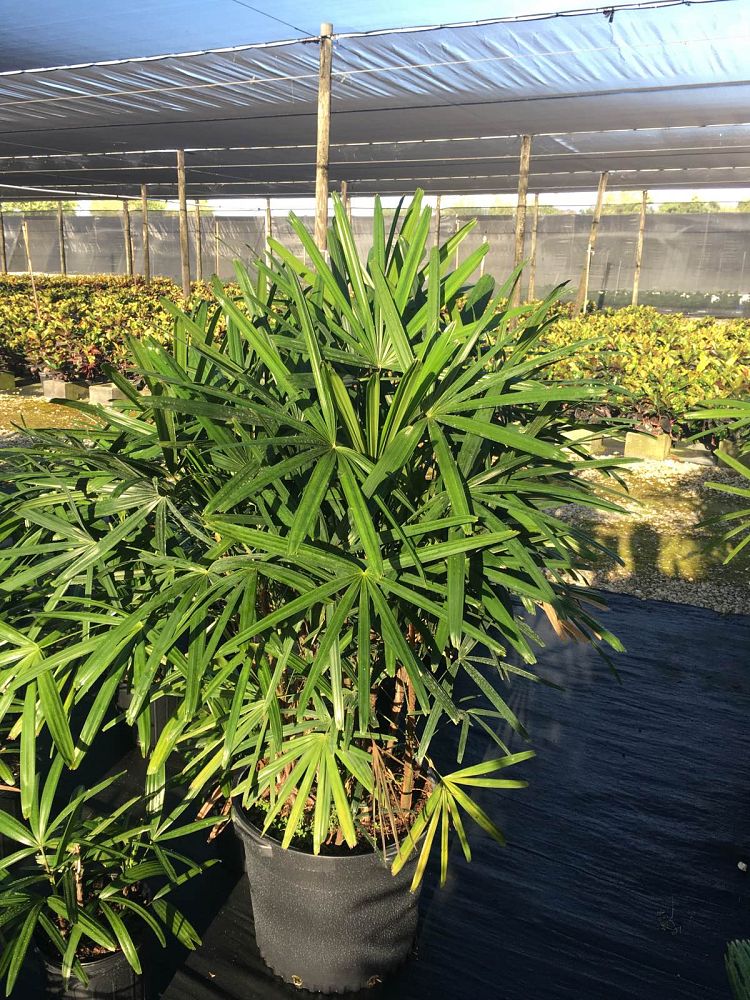 rhapis-excelsa-lady-palm