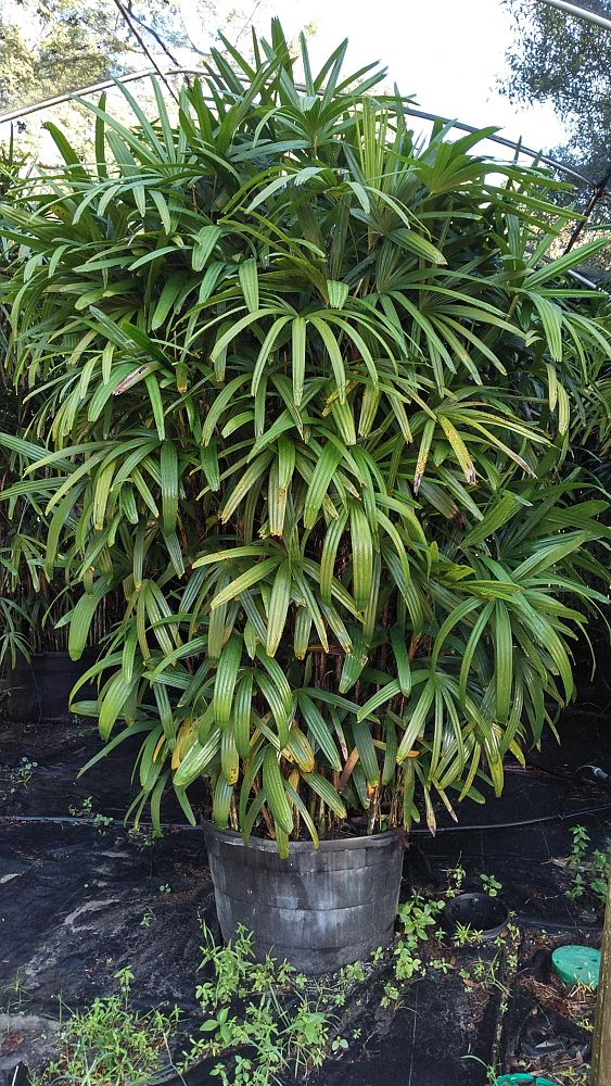 rhapis-excelsa-lady-palm