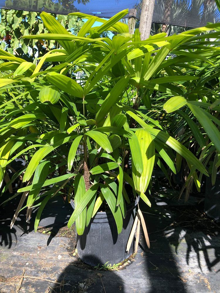 rhapis-excelsa-lady-palm