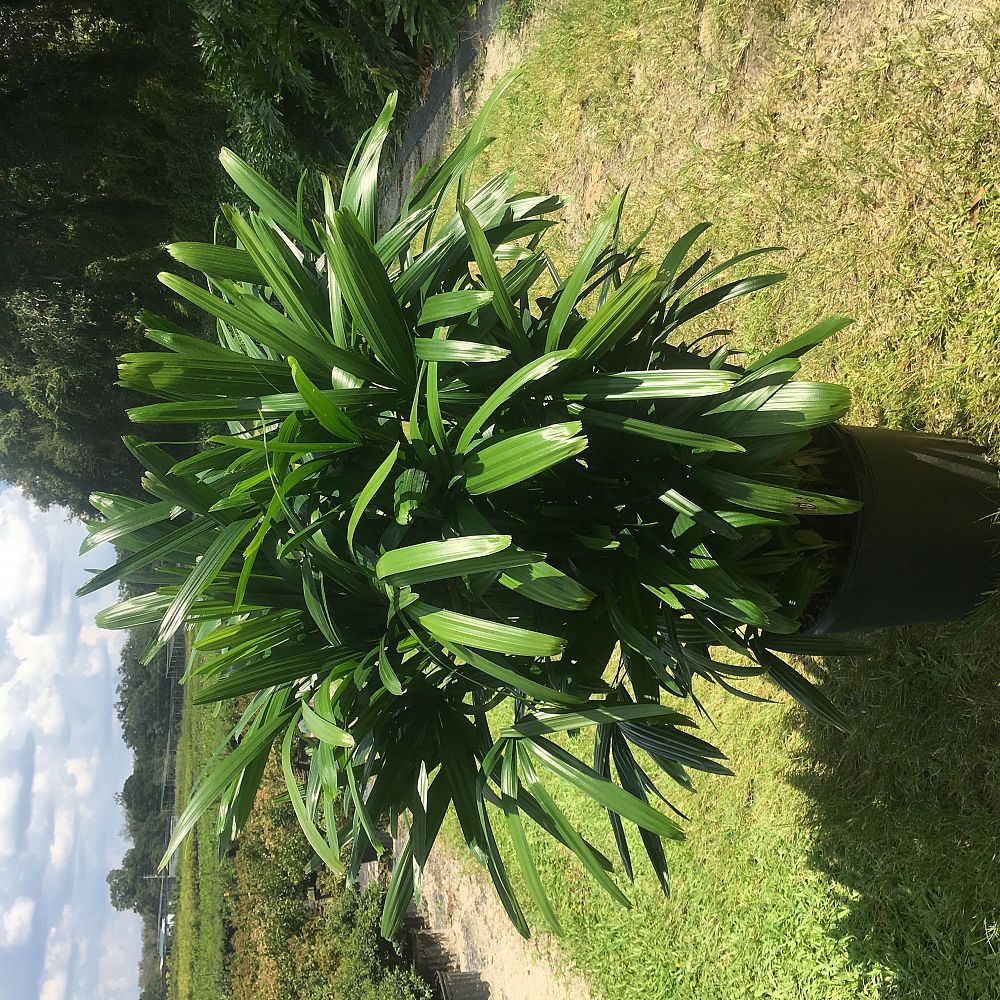 rhapis-excelsa-lady-palm