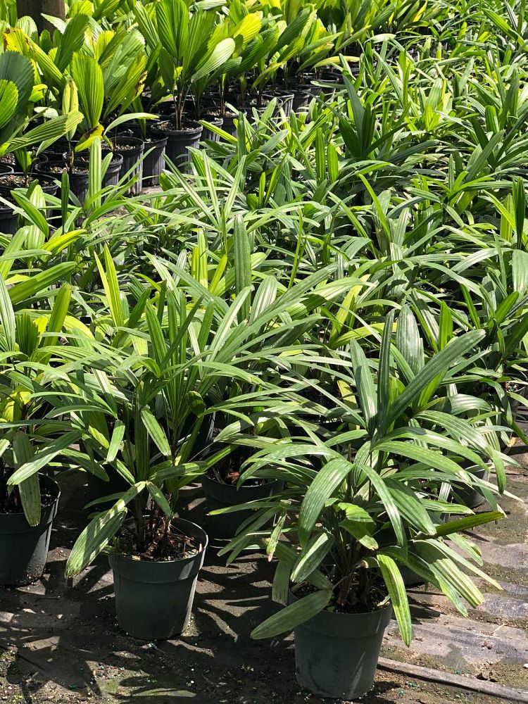 rhapis-excelsa-lady-palm