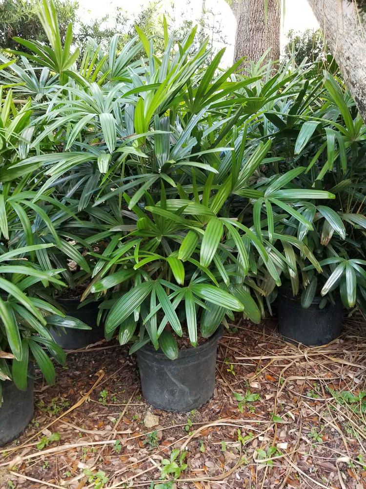 rhapis-excelsa-lady-palm