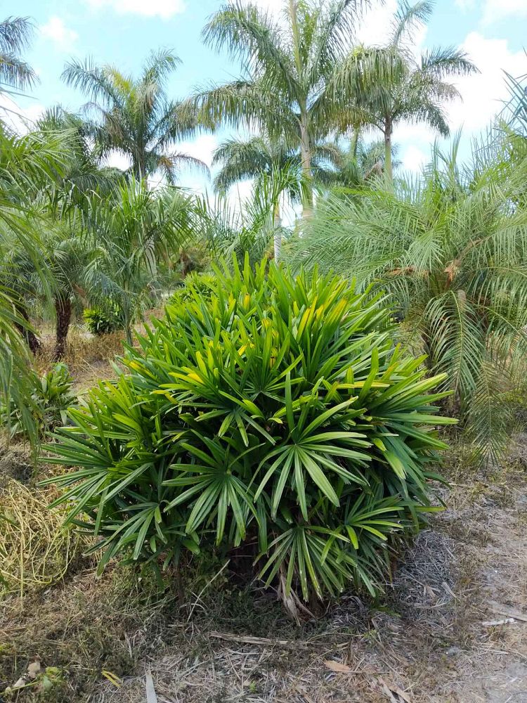 rhapis-excelsa-lady-palm