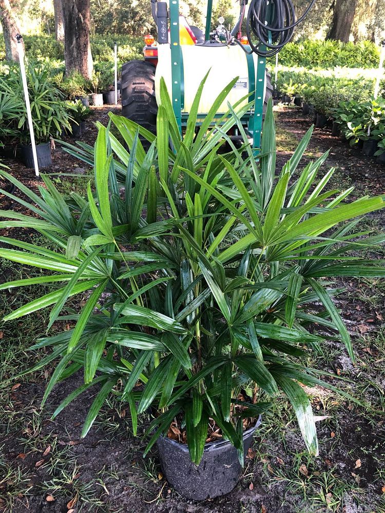 rhapis-excelsa-lady-palm
