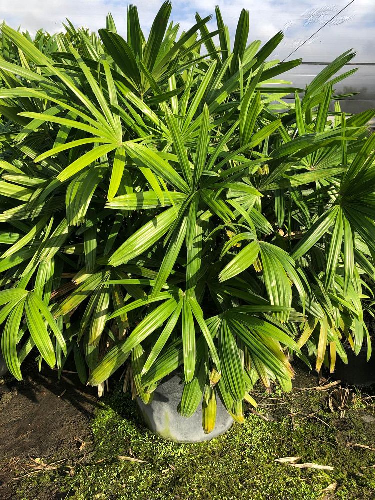 rhapis-excelsa-lady-palm