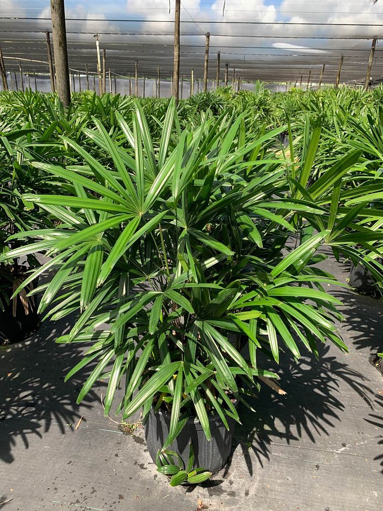 rhapis-excelsa-lady-palm