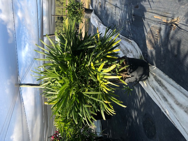 rhapis-excelsa-lady-palm