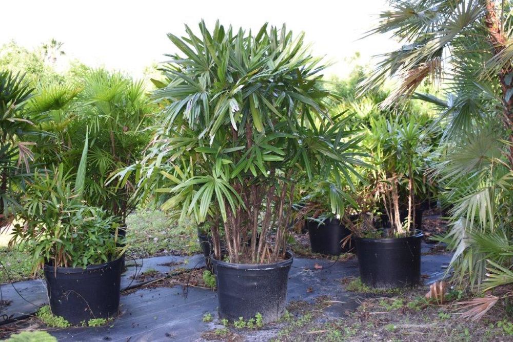 rhapis-excelsa-lady-palm