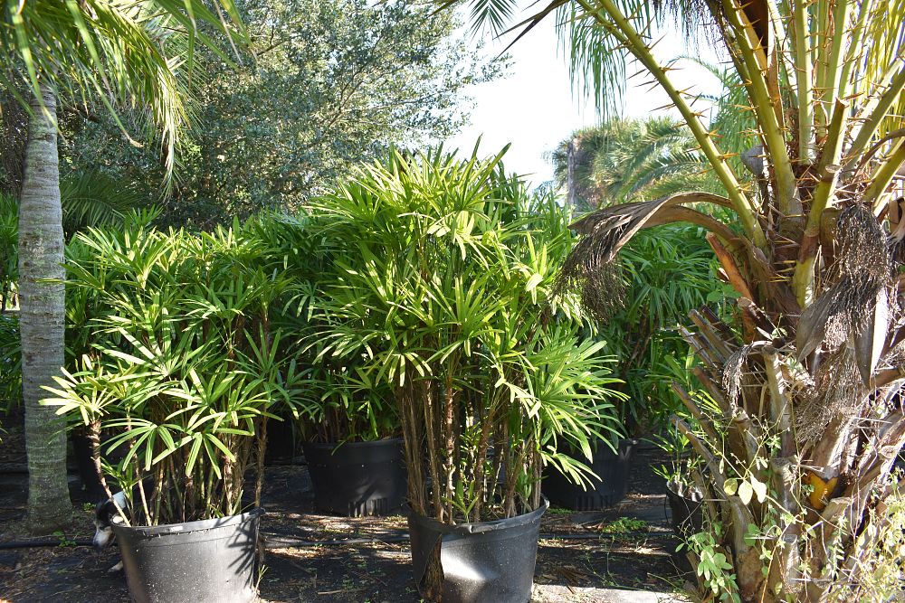 rhapis-excelsa-lady-palm