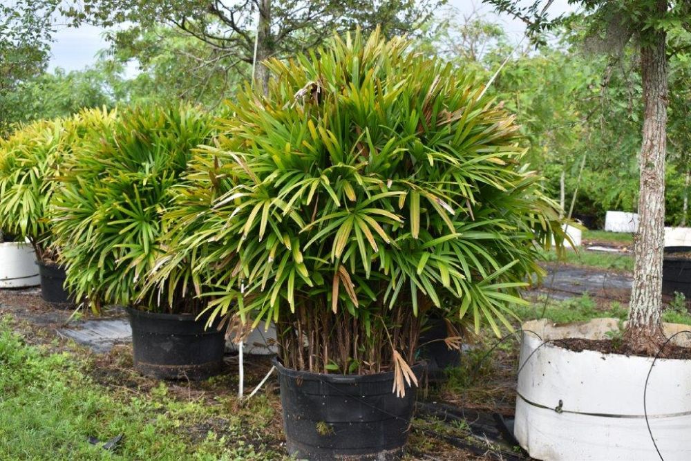 rhapis-excelsa-lady-palm