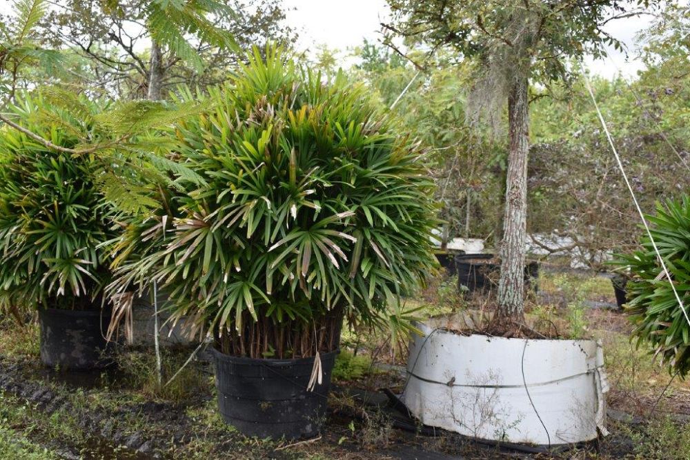 rhapis-excelsa-lady-palm