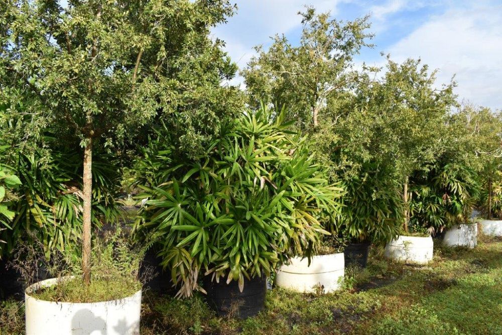 rhapis-excelsa-lady-palm