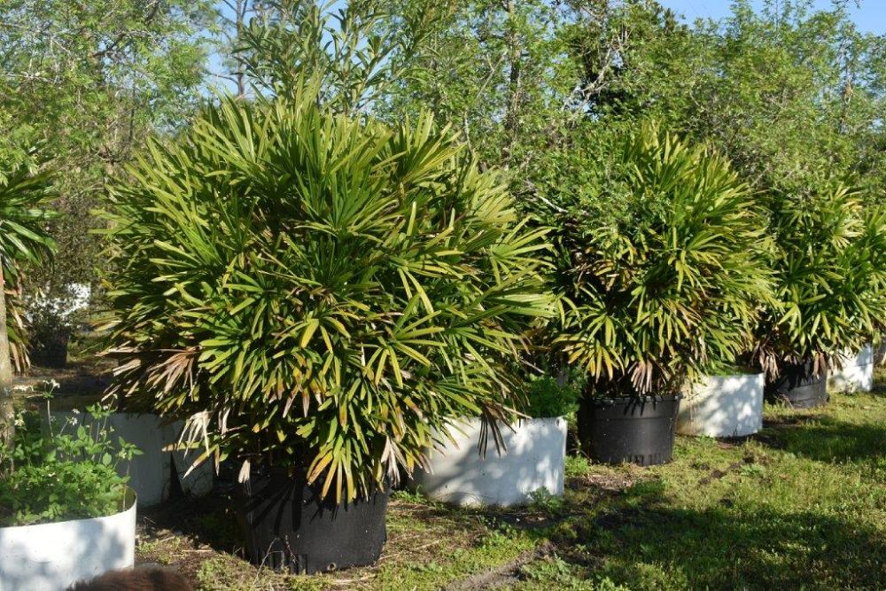 rhapis-excelsa-lady-palm