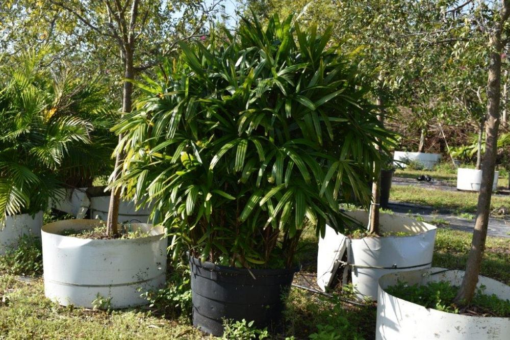 rhapis-excelsa-lady-palm