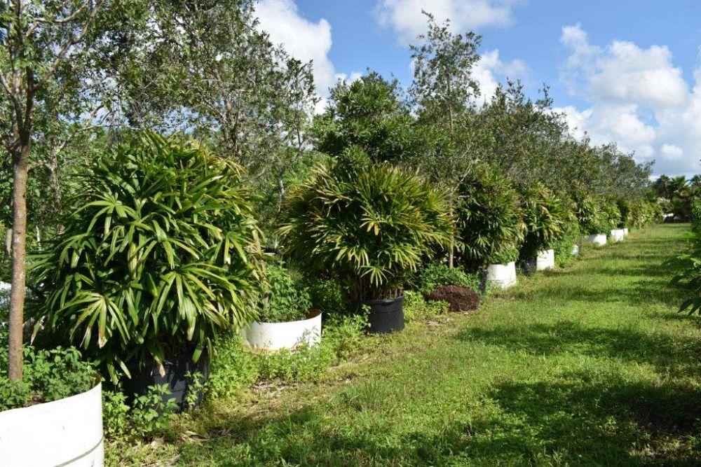 rhapis-excelsa-lady-palm