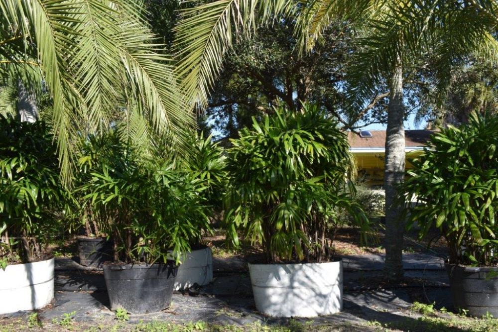 rhapis-excelsa-lady-palm