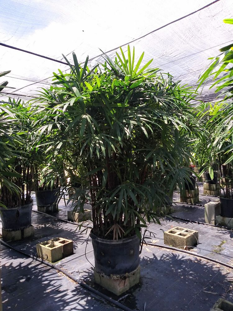 rhapis-excelsa-lady-palm