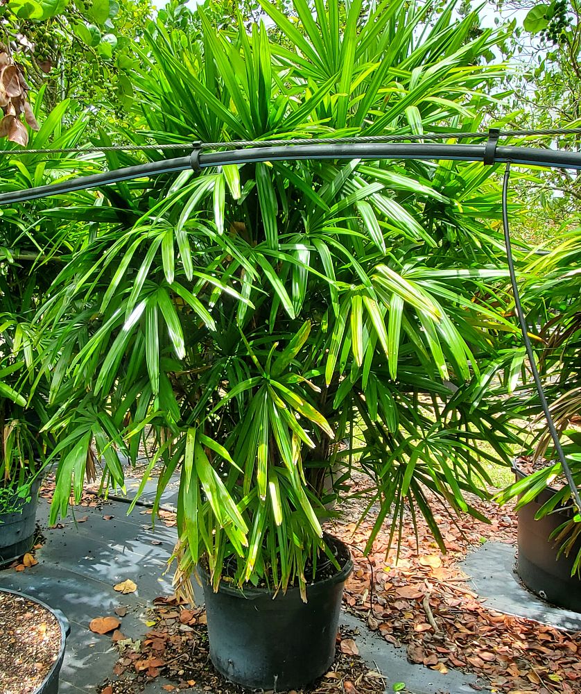 rhapis-excelsa-lady-palm
