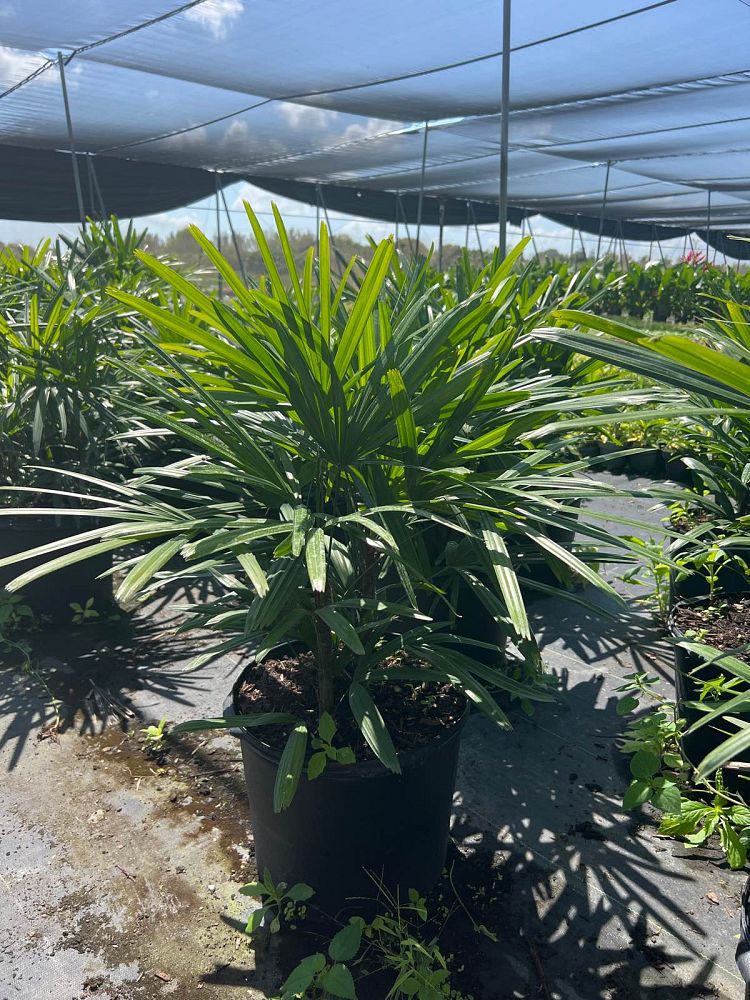 rhapis-excelsa-lady-palm
