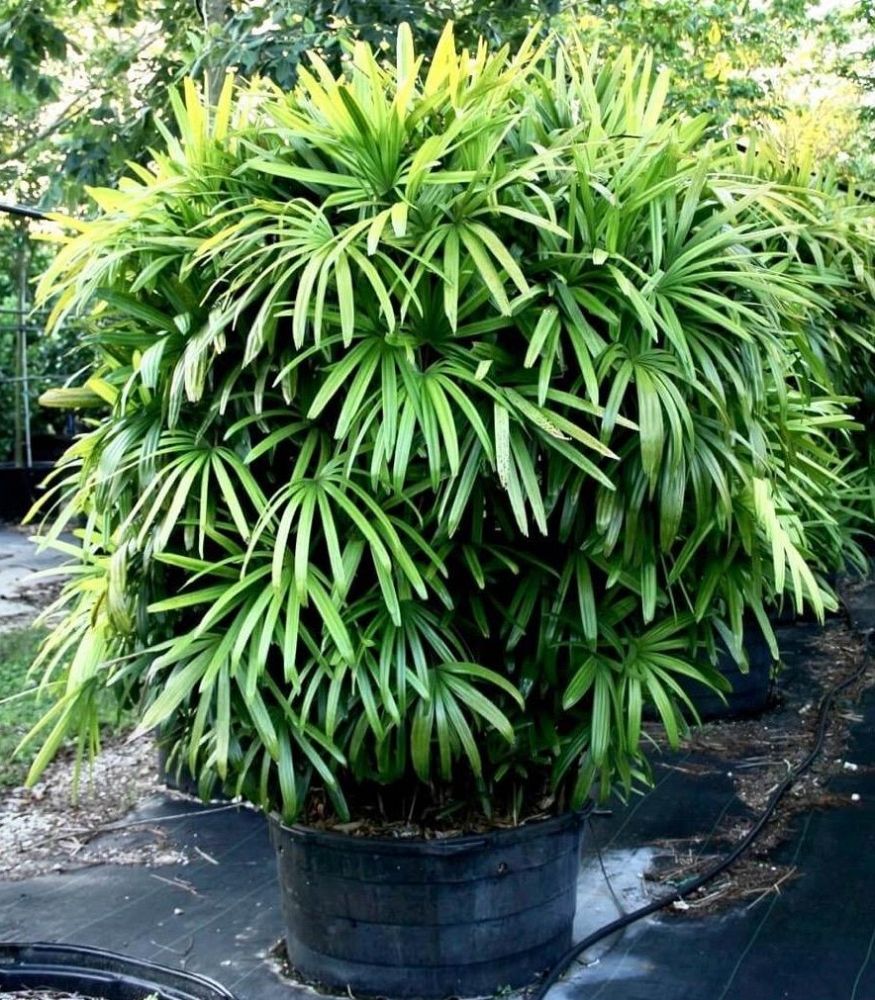 rhapis-excelsa-lady-palm