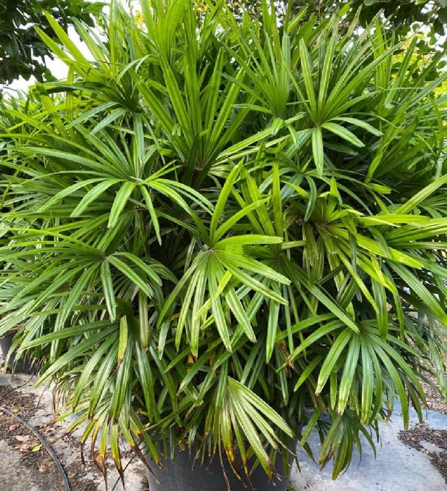 rhapis-excelsa-lady-palm