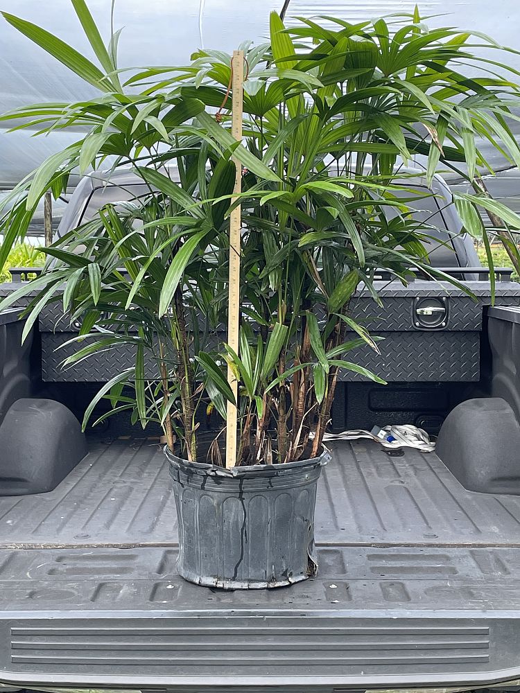 rhapis-excelsa-lady-palm