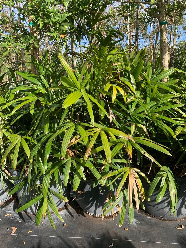 rhapis-excelsa-lady-palm