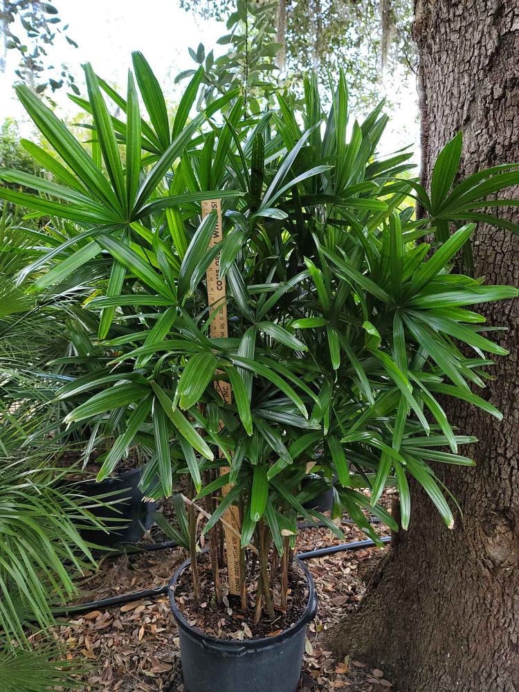 rhapis-excelsa-lady-palm