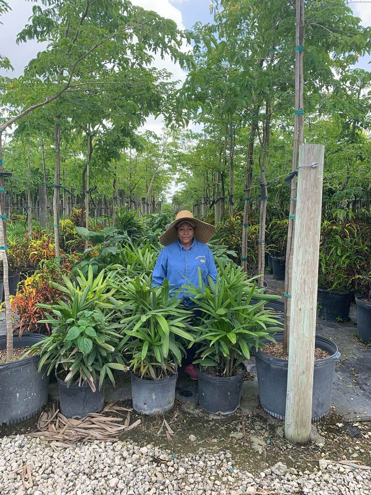 rhapis-excelsa-lady-palm