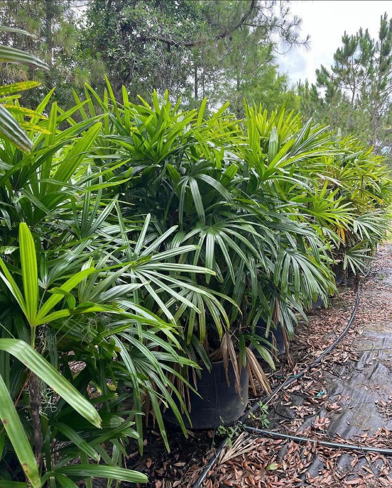 rhapis-excelsa-lady-palm