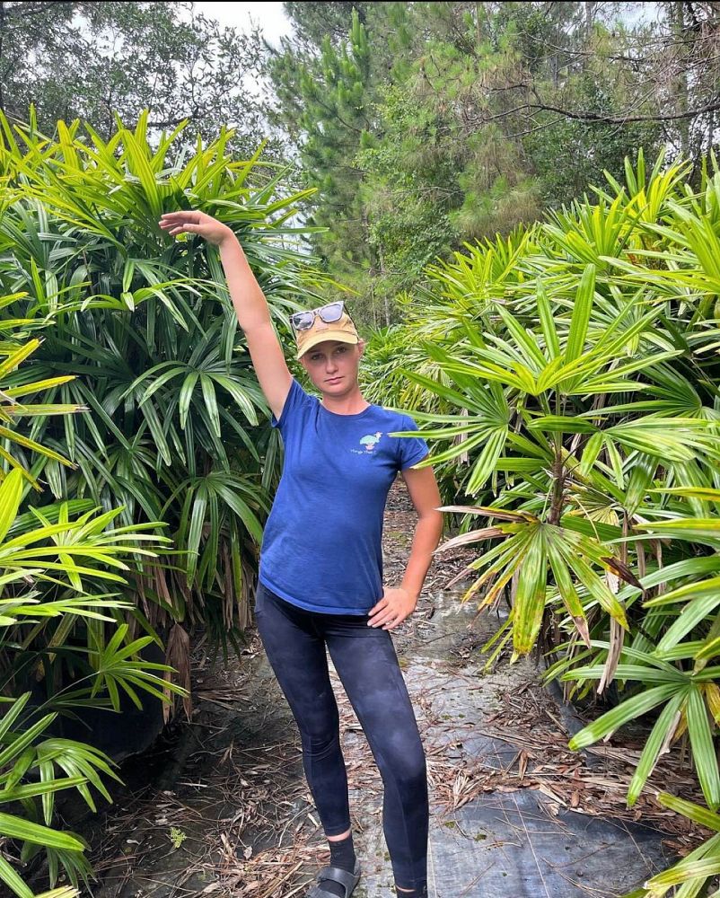 rhapis-excelsa-lady-palm