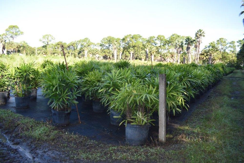rhapis-excelsa-lady-palm