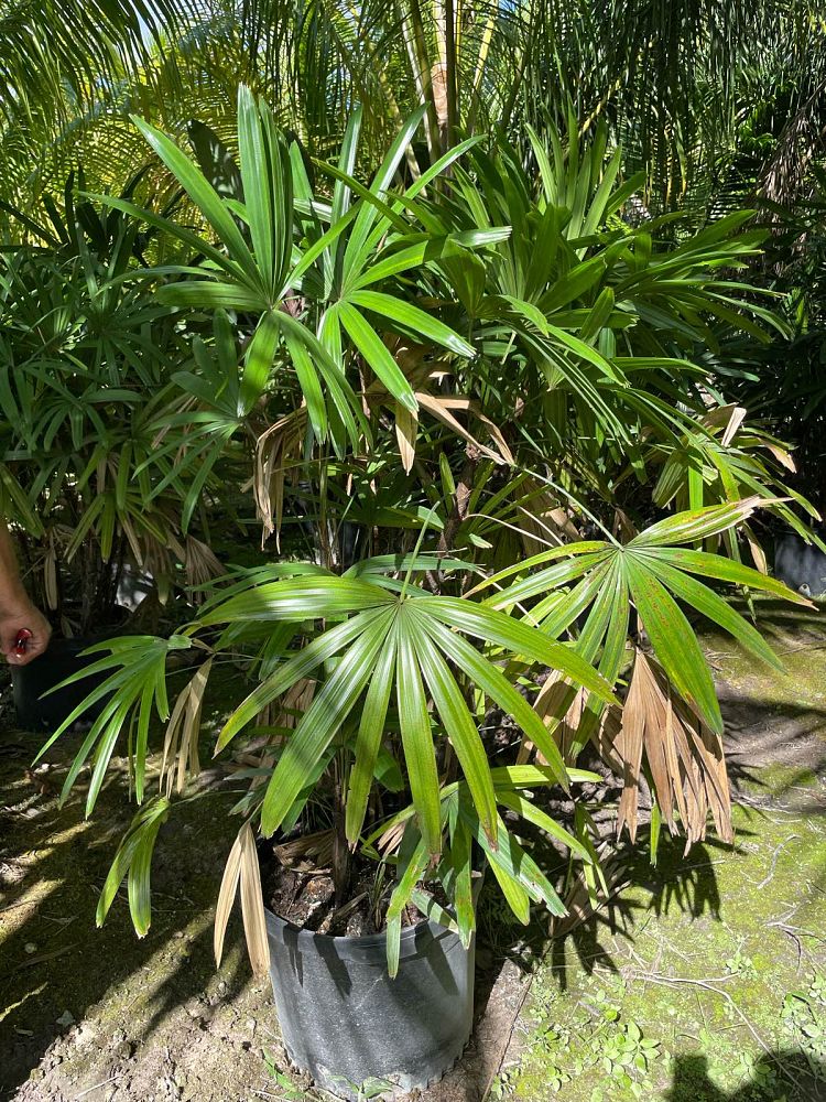 rhapis-excelsa-lady-palm