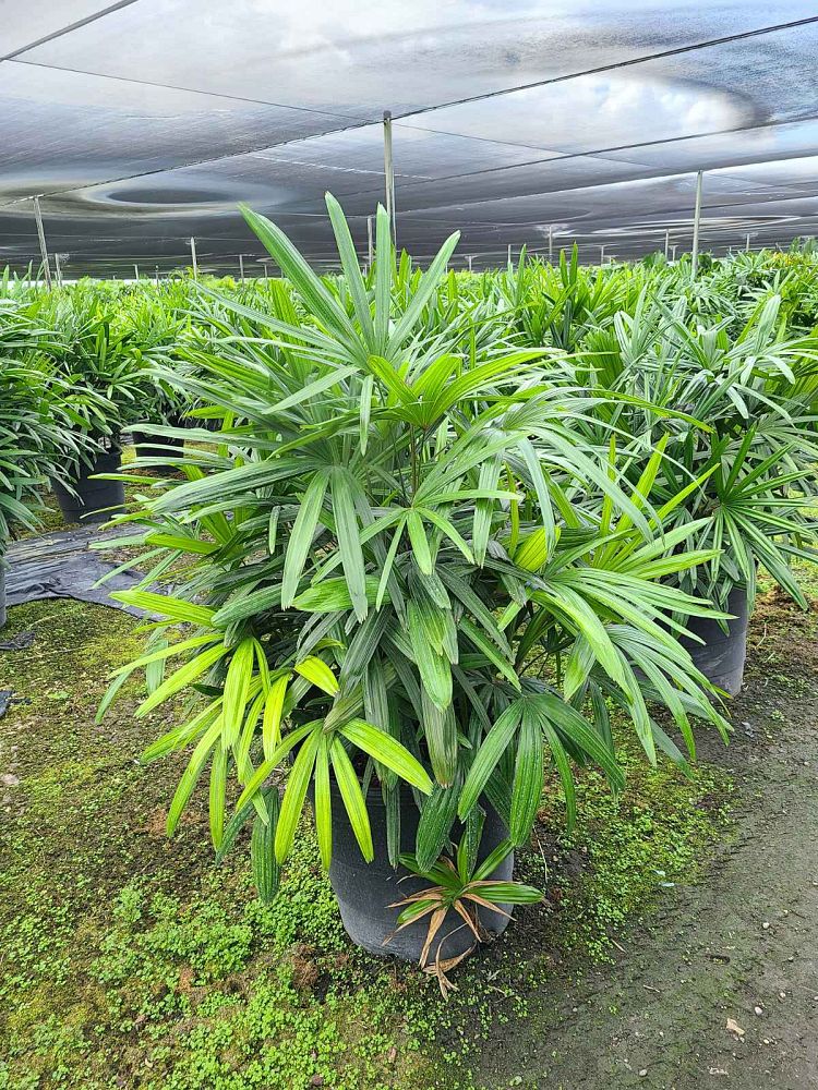 rhapis-excelsa-lady-palm