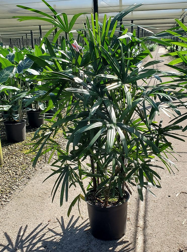 rhapis-excelsa-lady-palm
