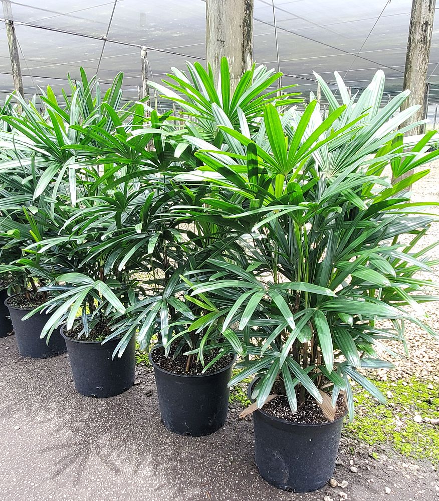 rhapis-excelsa-lady-palm