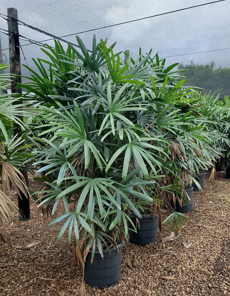 rhapis-excelsa-lady-palm
