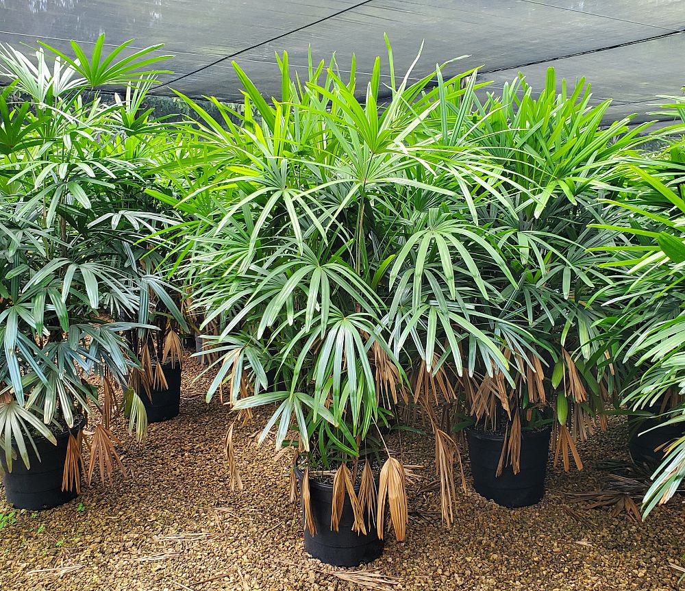 rhapis-excelsa-lady-palm