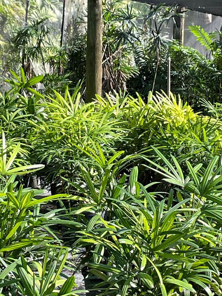 rhapis-excelsa-lady-palm