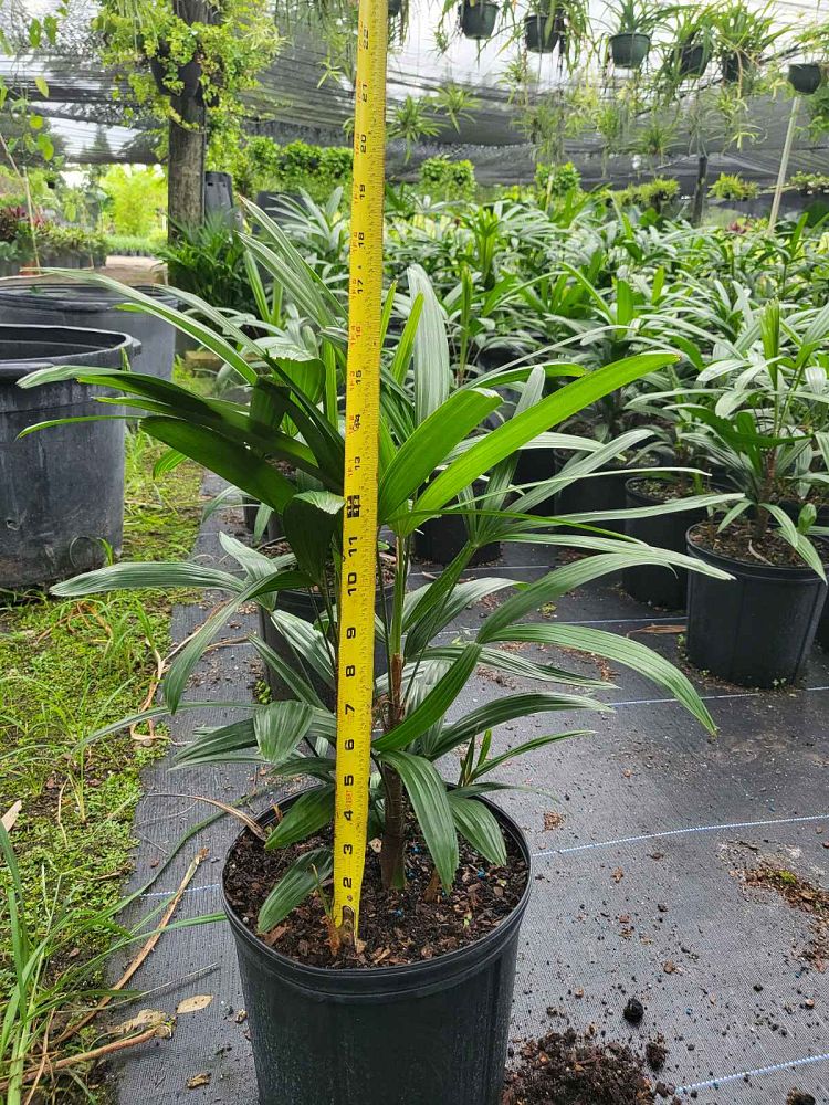 rhapis-excelsa-lady-palm