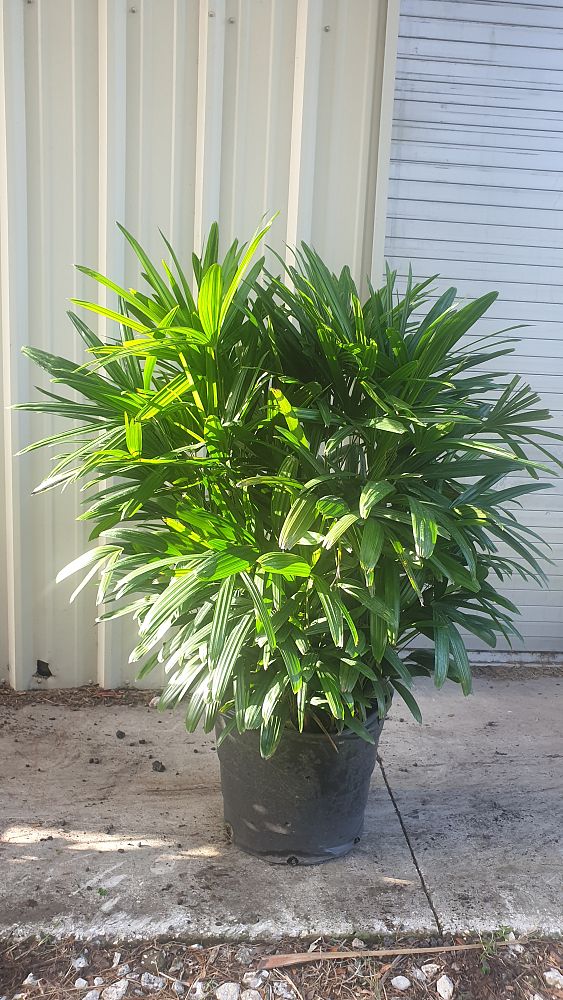 rhapis-excelsa-lady-palm