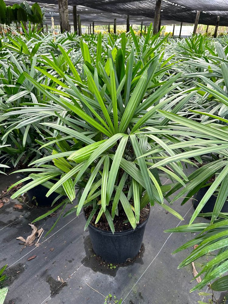 rhapis-excelsa-lady-palm