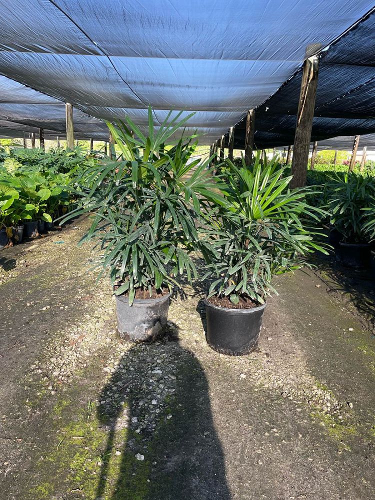 rhapis-excelsa-lady-palm