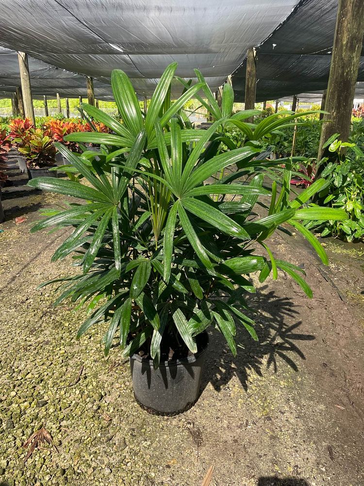 rhapis-excelsa-lady-palm
