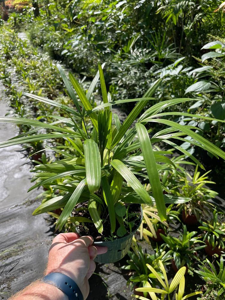 rhapis-excelsa-lady-palm