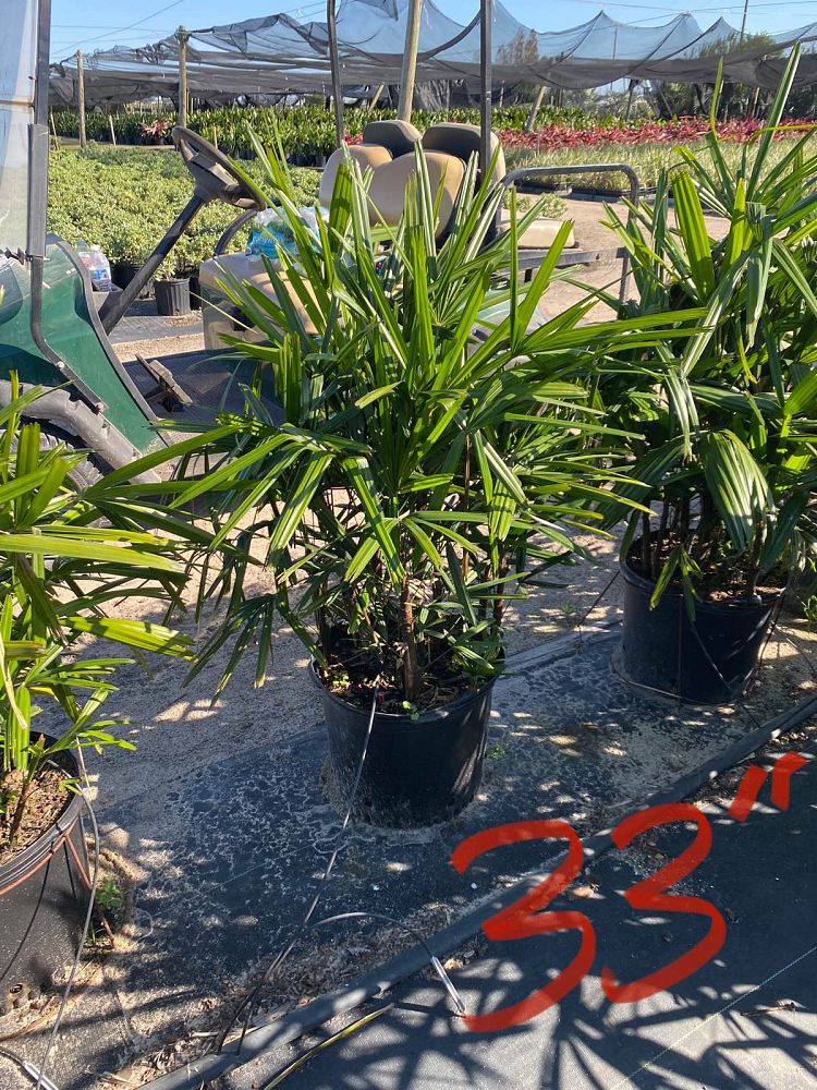 rhapis-excelsa-lady-palm