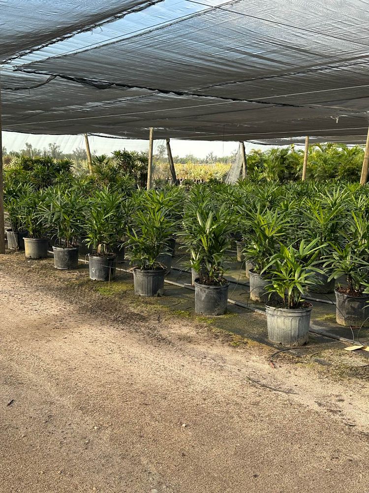 rhapis-excelsa-lady-palm